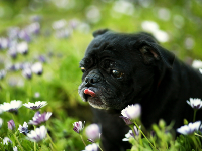 собака, поле, цветы
