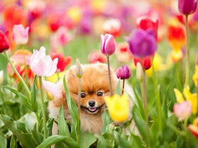 собака, цветы, поле