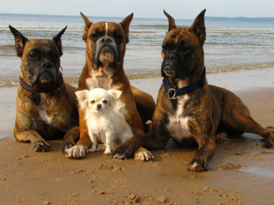собаки, охрана, берег, прогулка, море