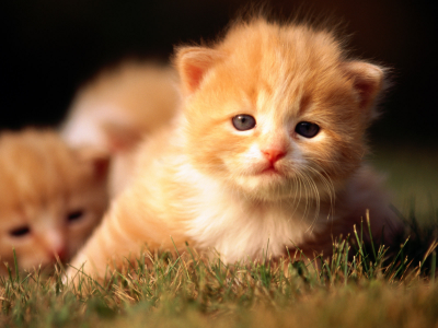 котенок, трава, кот, рыжий, кошка