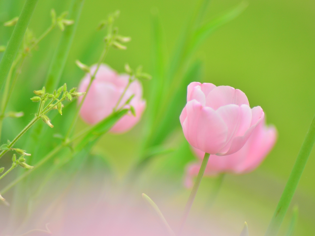 розовый, бутон, тюльпан, цветок