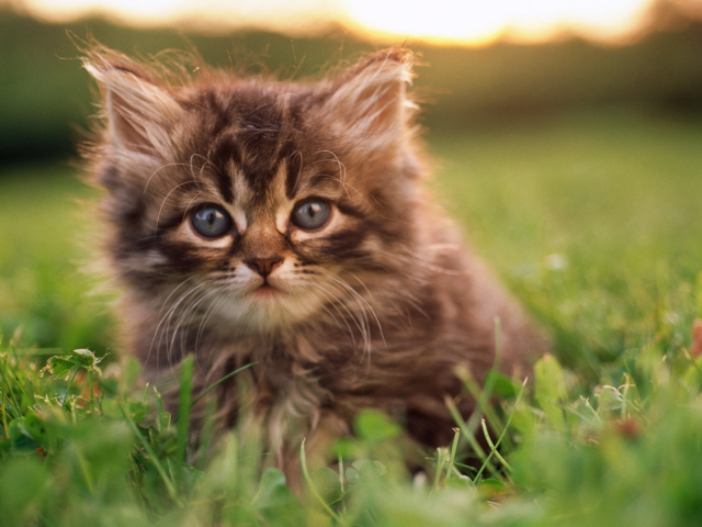 кошка, трава, кот, cat, котенок