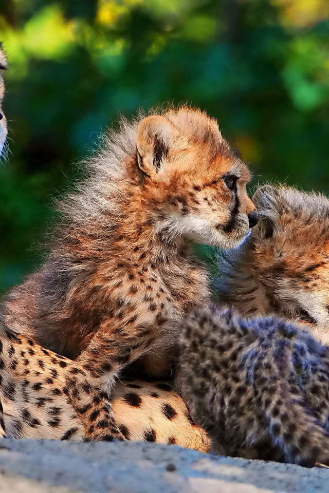 семья, мама, трое, мать , гепард, котята