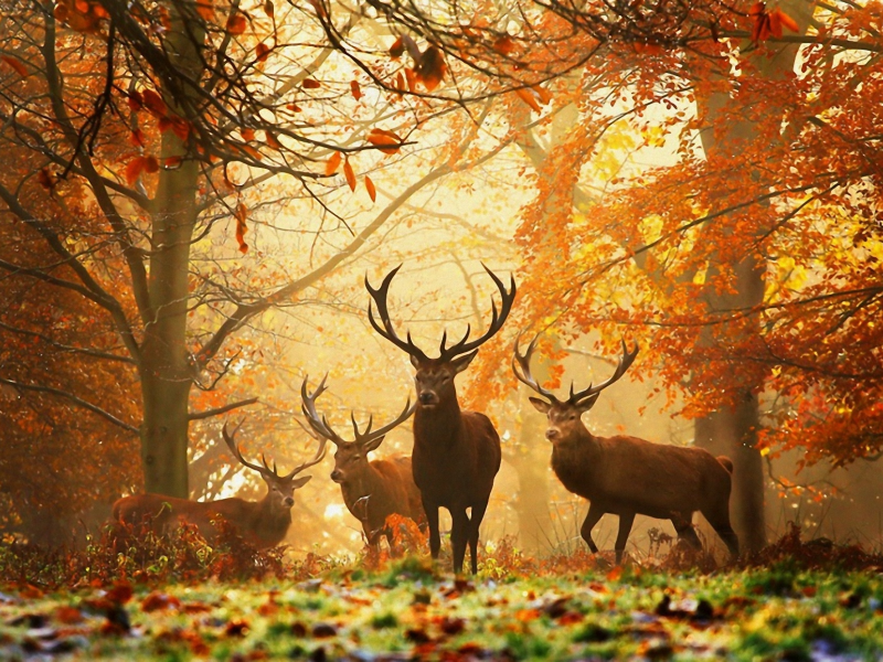 красота, лес, олени, живопись, природа