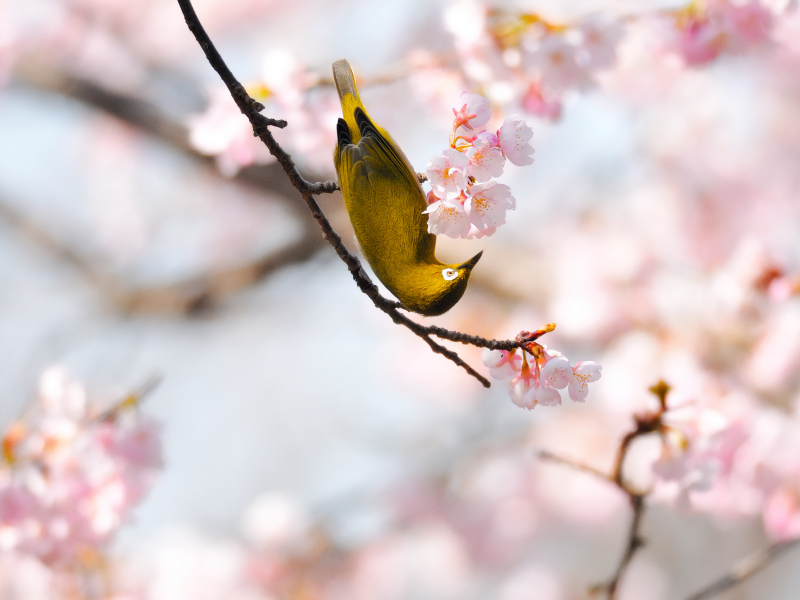 сетки, весна, птичка, жёлтая, сакура