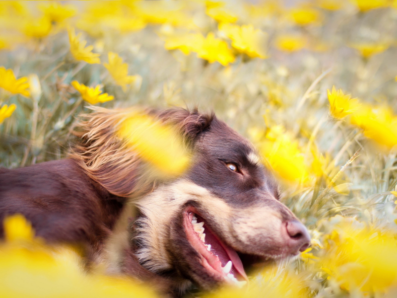собака, поле, цветы