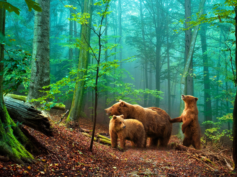 утро, в лесу, медведи
