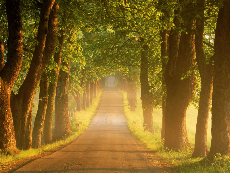 дорога, восход, лето, деревья, утро