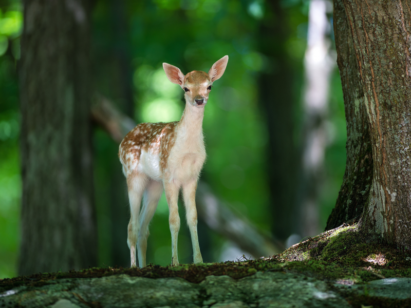 оленёнок, bambi, лес, олень, природа