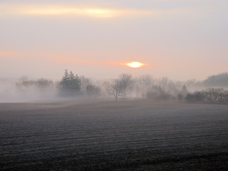 утро, поле, туман, пейзаж