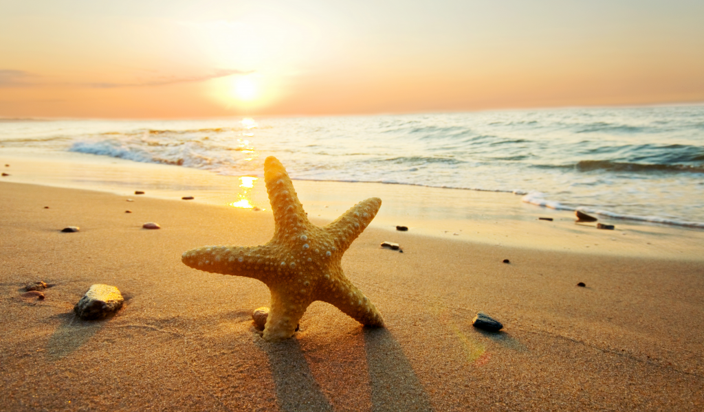 природа, beach, starfish, sunset, ocean, sand, sun, sea