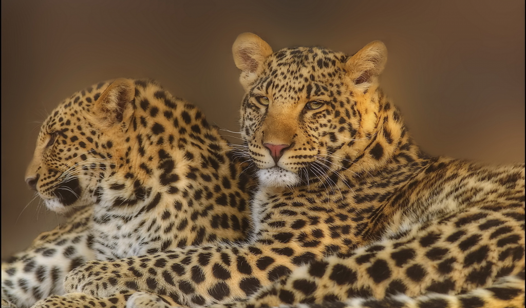 пара, взгляд, морда, leopard, леопард