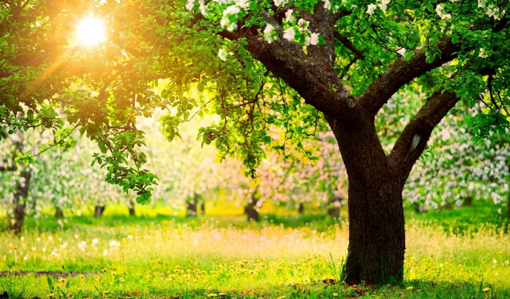 orchard, sun, beautiful, nature, desktop, green, wallpapers, summer