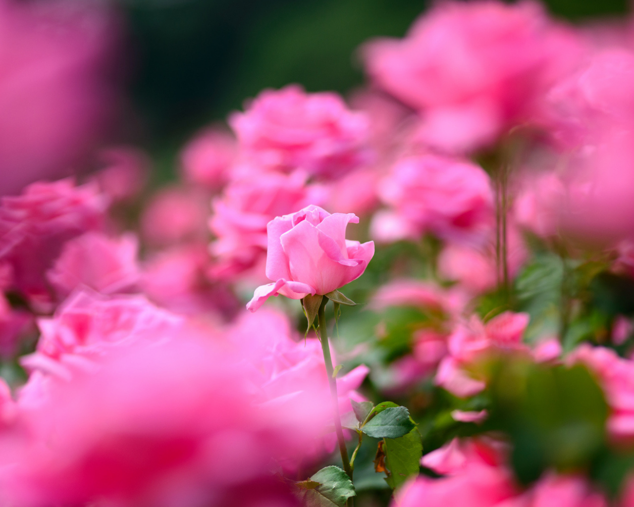 роза, много, розовый цвет, лепестки