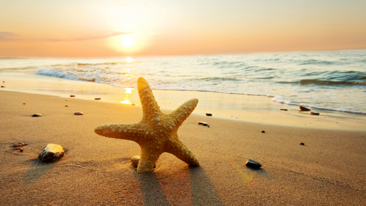 природа, beach, starfish, sunset, ocean, sand, sun, sea
