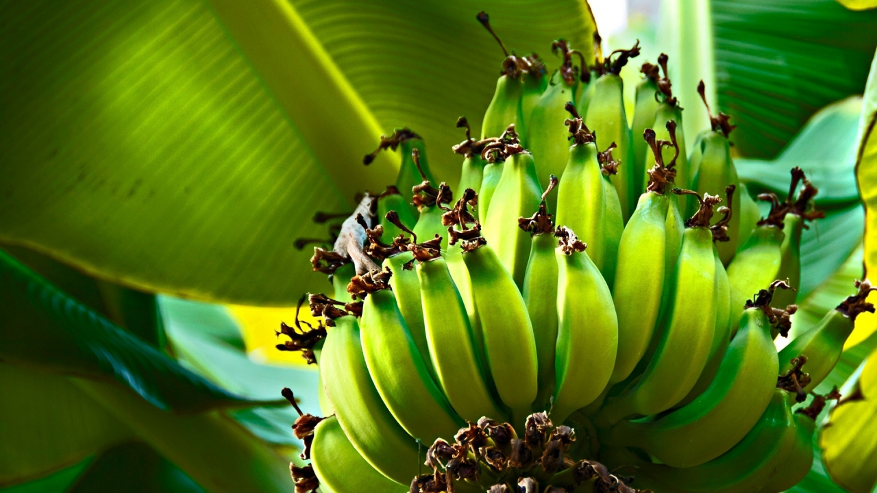 дерево, зелёный, бананы, bananas, green