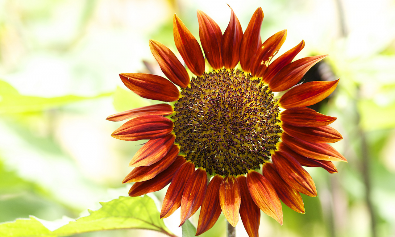 подсолнечник однолетний, helianthus annuus