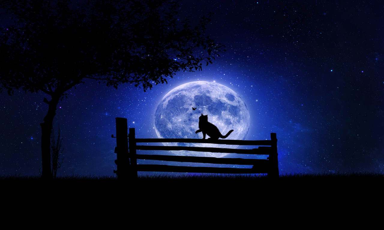 ночь, кот, дерево, луна, скамейка