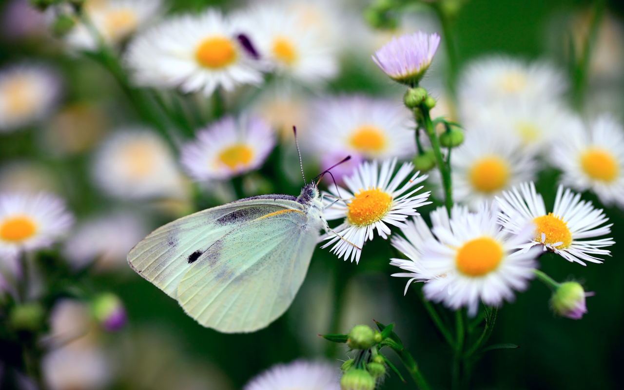 бабочка, цветы, макро, метелик