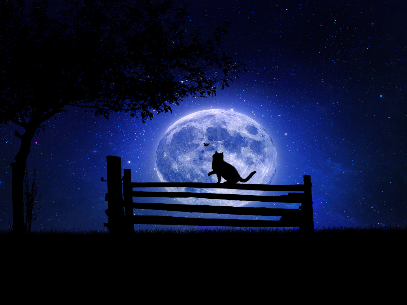ночь, кот, дерево, луна, скамейка