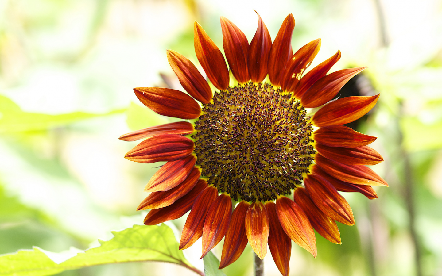 подсолнечник однолетний, helianthus annuus