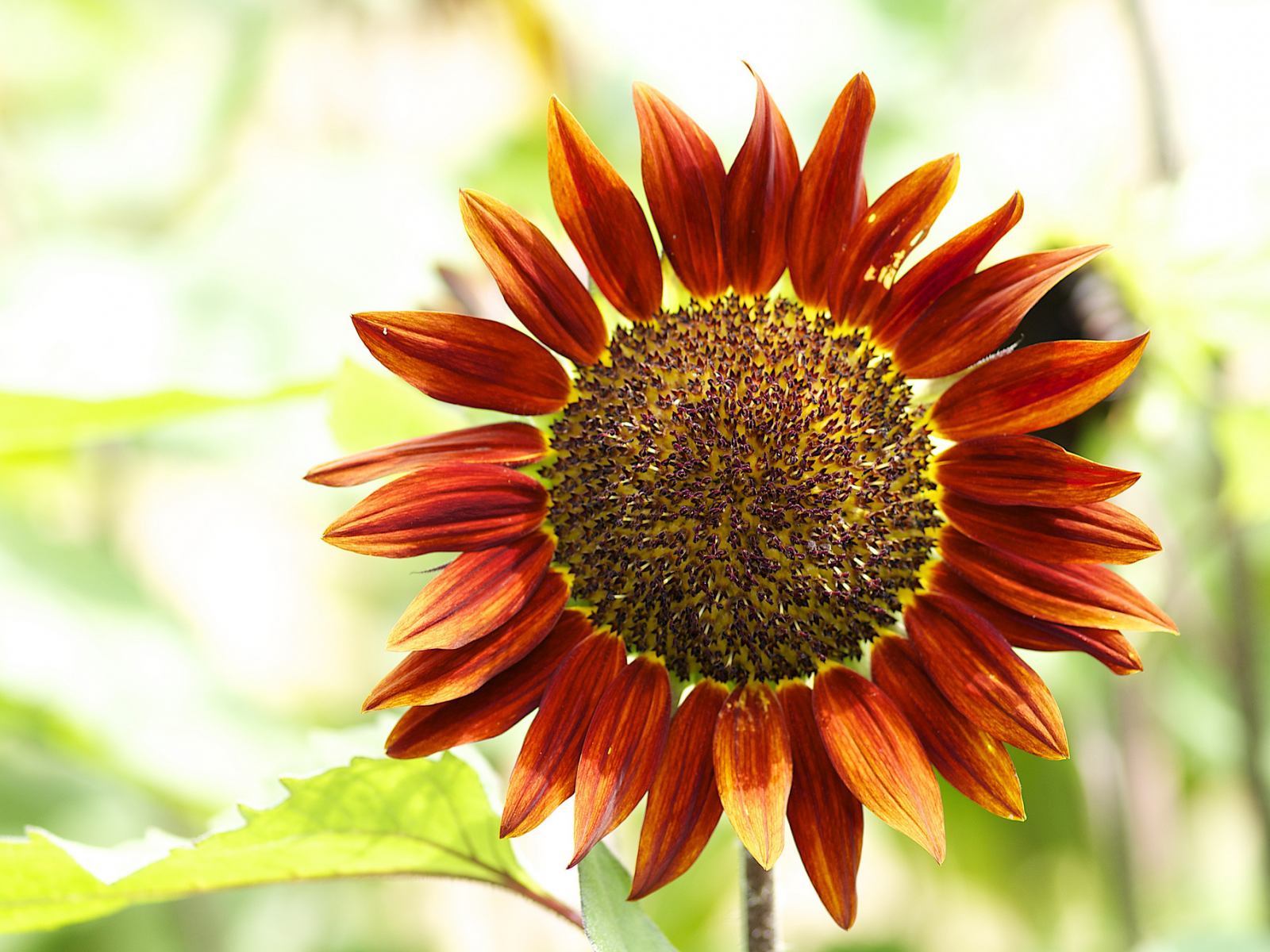 подсолнечник однолетний, helianthus annuus