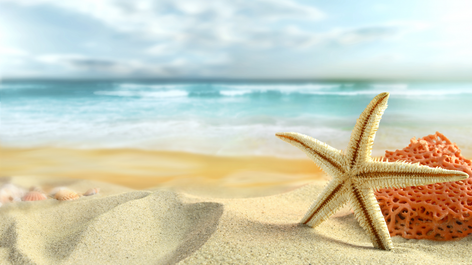 starfish, sand, лето, nature, sky, beach, clouds, shells, sea
