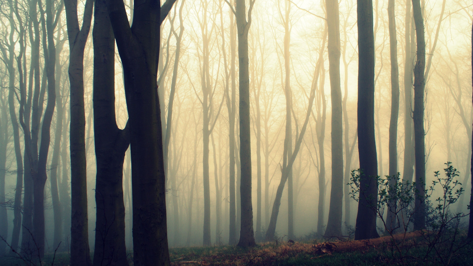 мгла, деревья, лес, утро, туман, природа