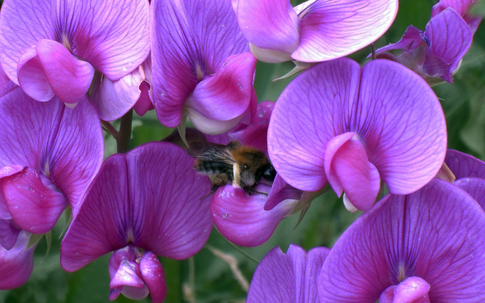 пчела, горошек, цветы, обои, фон