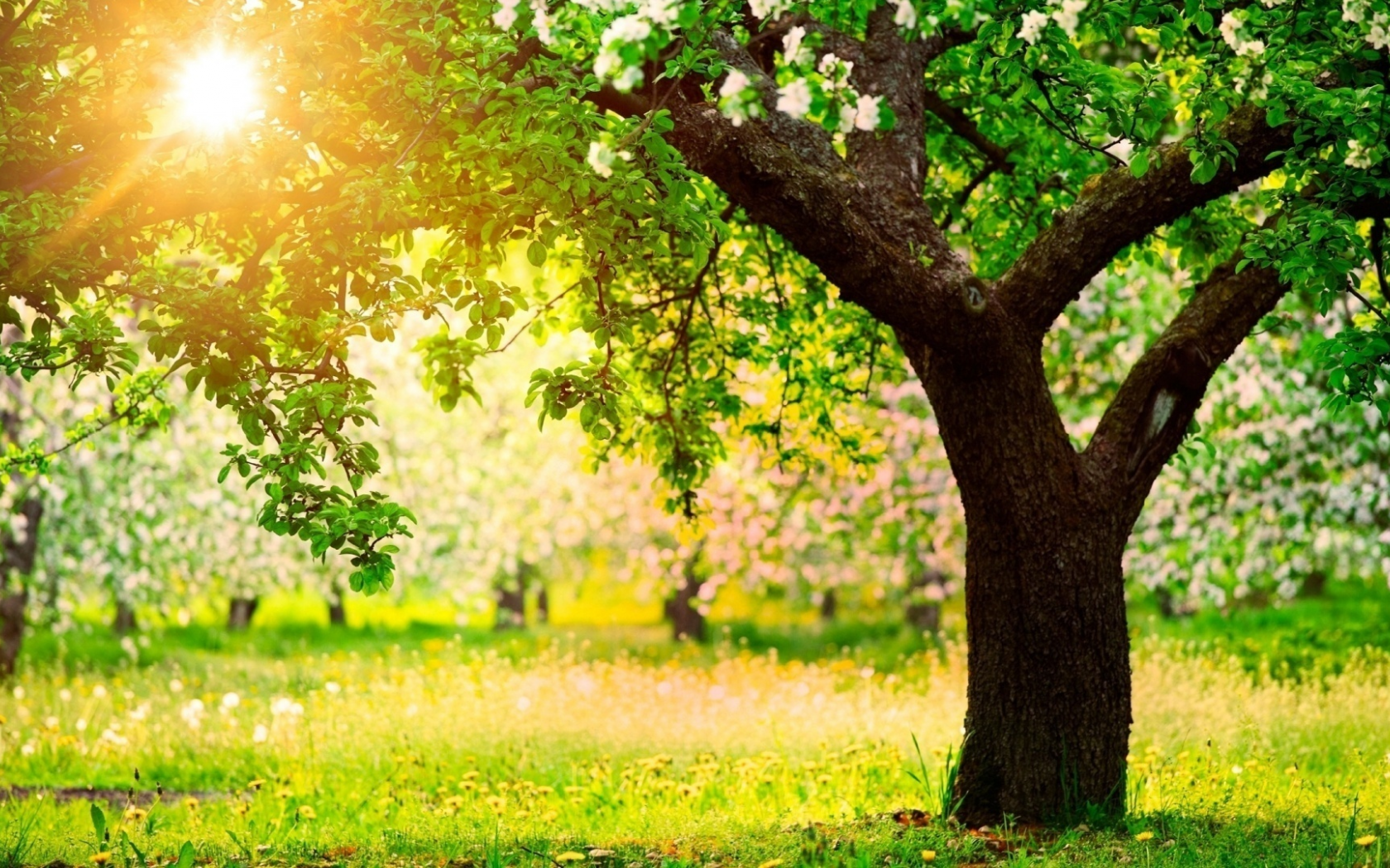 orchard, sun, beautiful, nature, desktop, green, wallpapers, summer