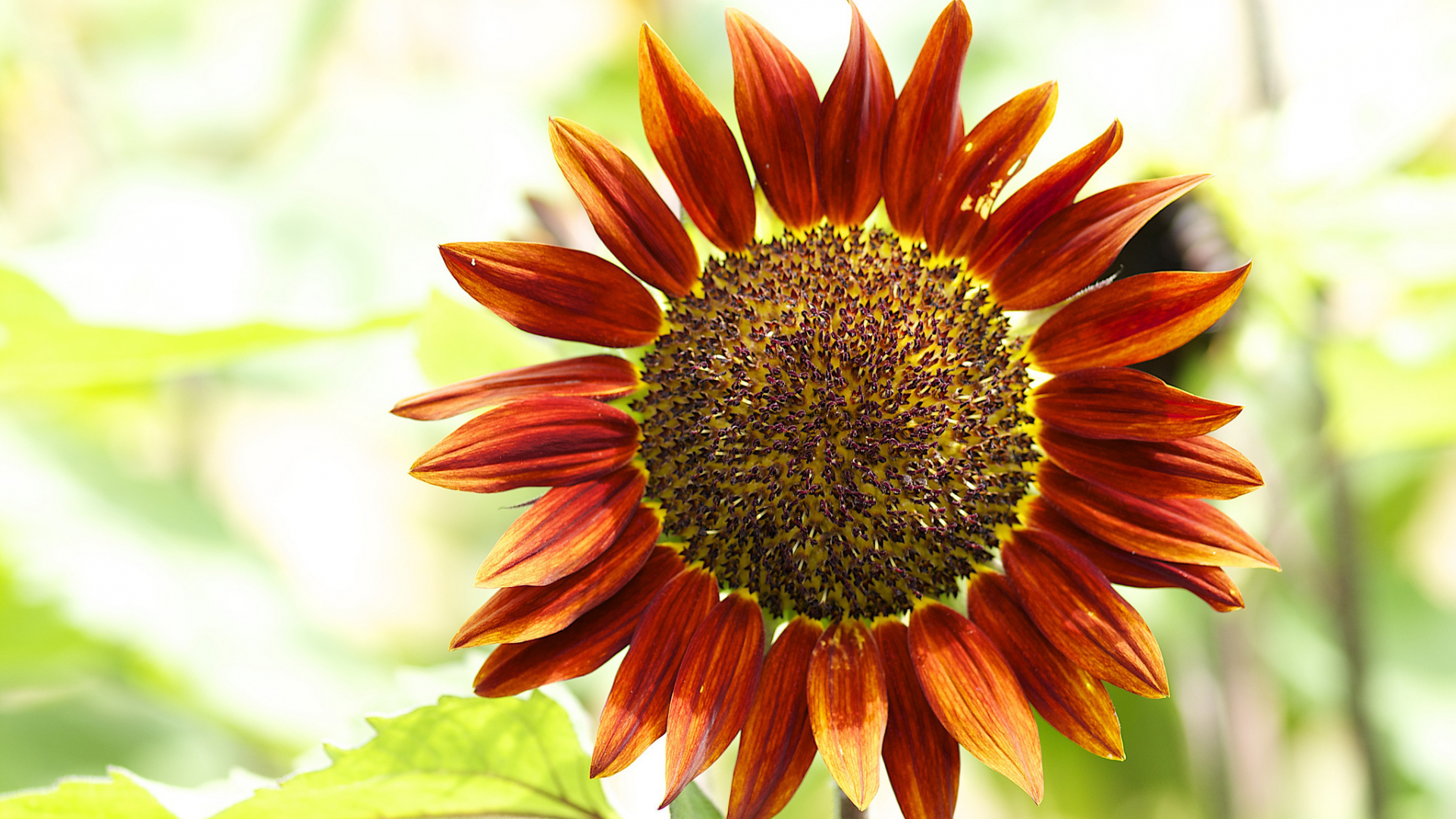 подсолнечник однолетний, helianthus annuus