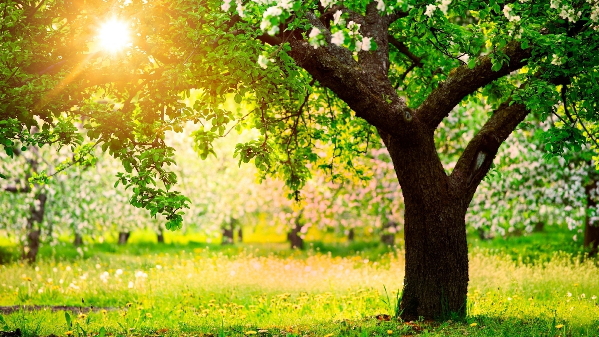 orchard, sun, beautiful, nature, desktop, green, wallpapers, summer