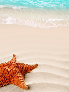beach, море, nature, песок, starfish, nature, sea, sand