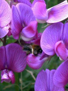 пчела, горошек, цветы, обои, фон