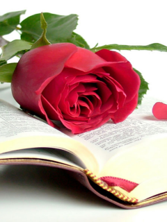 книга, роза, библия, красота, мудрость