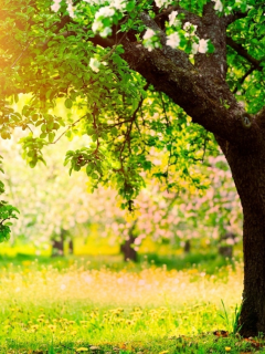 orchard, sun, beautiful, nature, desktop, green, wallpapers, summer