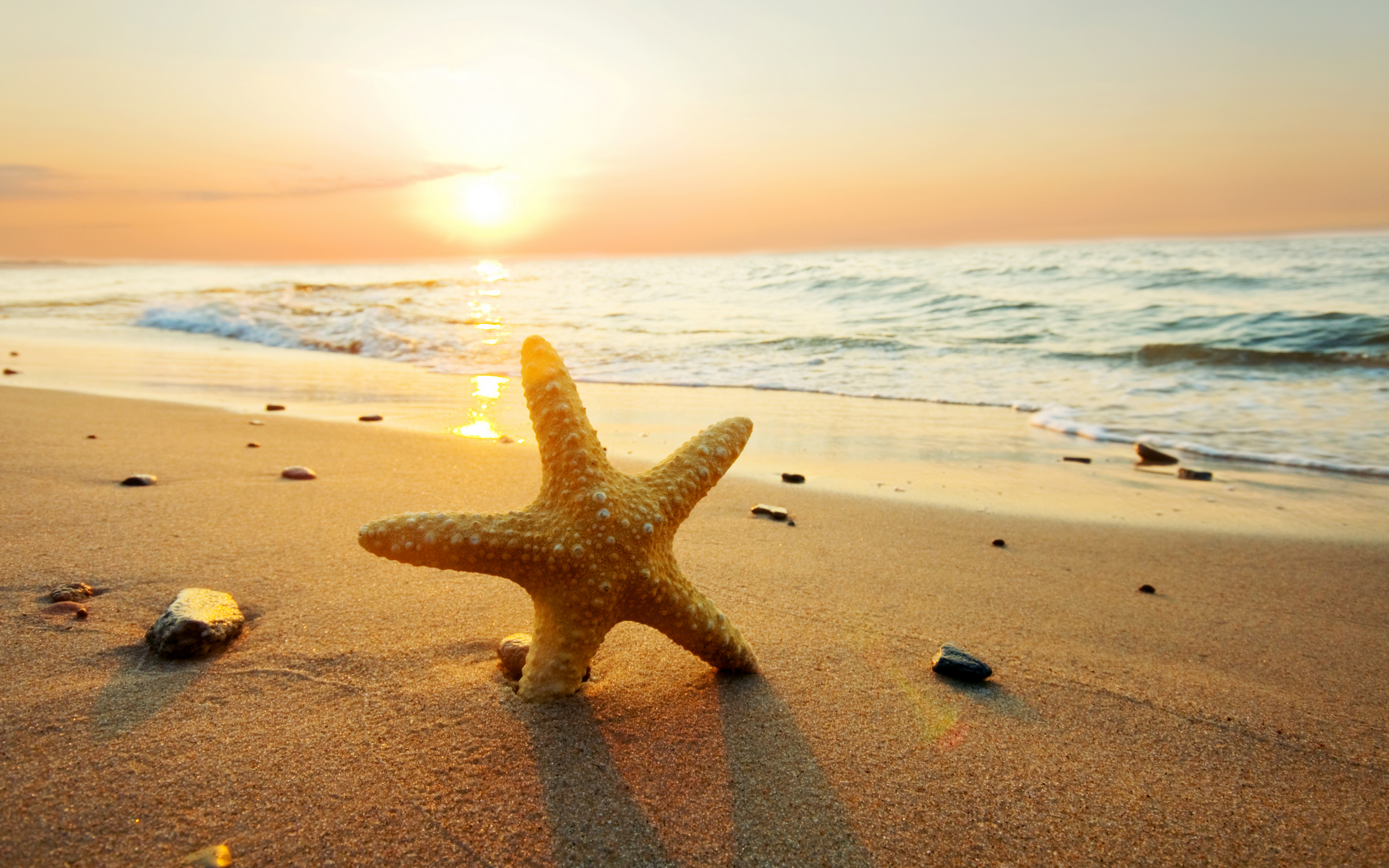 природа, beach, starfish, sunset, ocean, sand, sun, sea