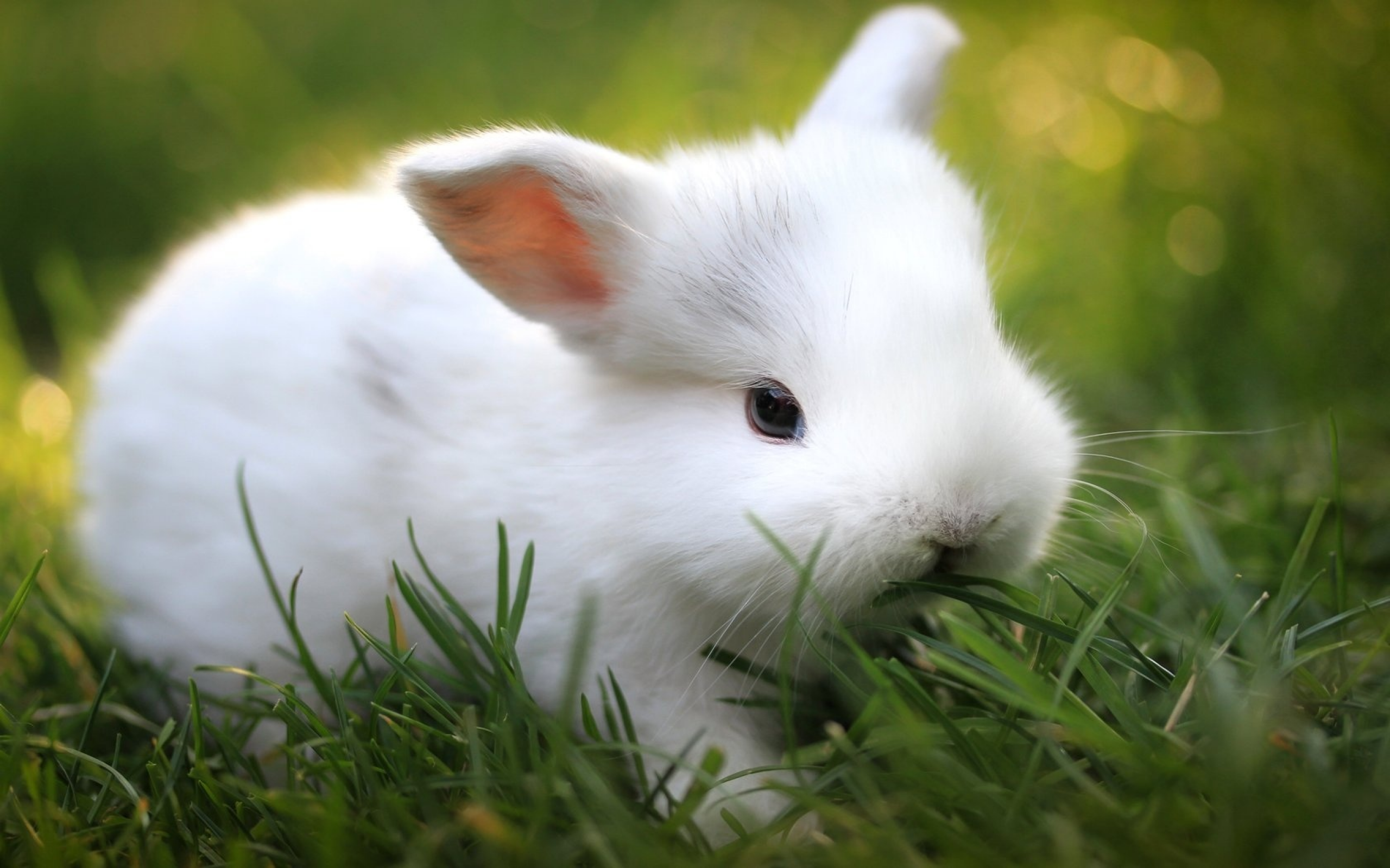 размытость, трава, зелень, кролик