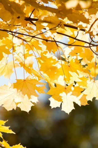 листья, макро, осень, солнце, ветки