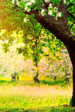 orchard, sun, beautiful, nature, desktop, green, wallpapers, summer