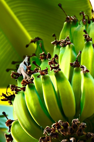 дерево, зелёный, бананы, bananas, green