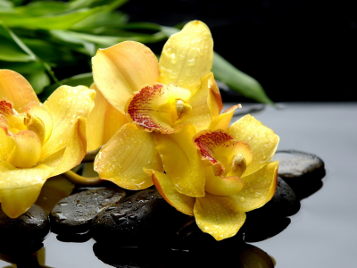 камни, черные, orchids, желтые, орхидеи