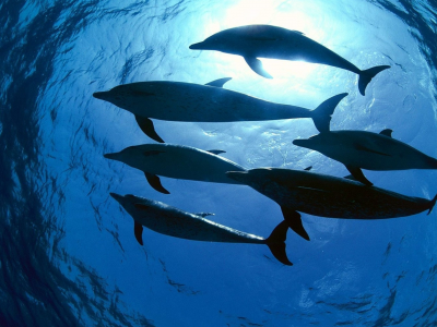 подводный мир, дельфини