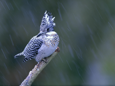 макро, птица, птичка. ветка, дождь