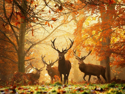 лес, желтые листья, осень, животные