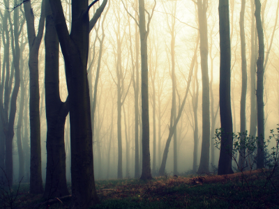 мгла, деревья, лес, утро, туман, природа