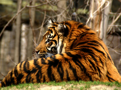 кошка, полосатый, хищник, tiger, тигр