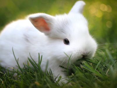 размытость, трава, зелень, кролик
