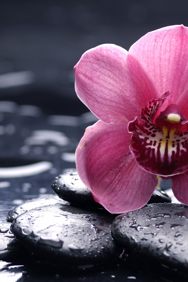 цветок, камни, orchid, орхидея, розовая