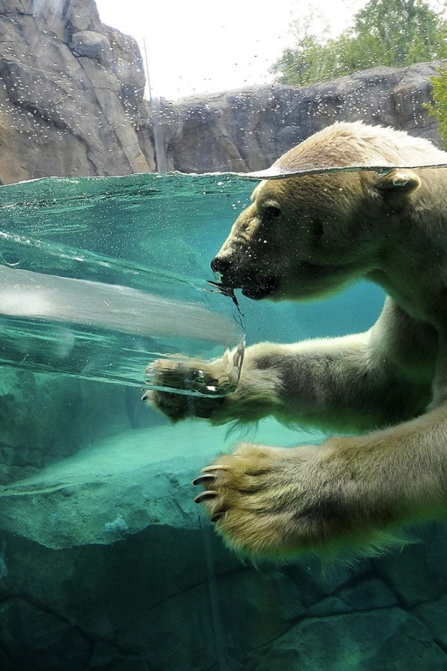 ныряет, лёд, белый медведь, вода, скалы